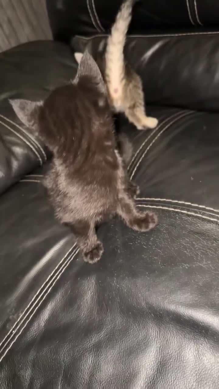 British Shorthair cats for sale: Adorable black half tabby half shorthair  - Video 3