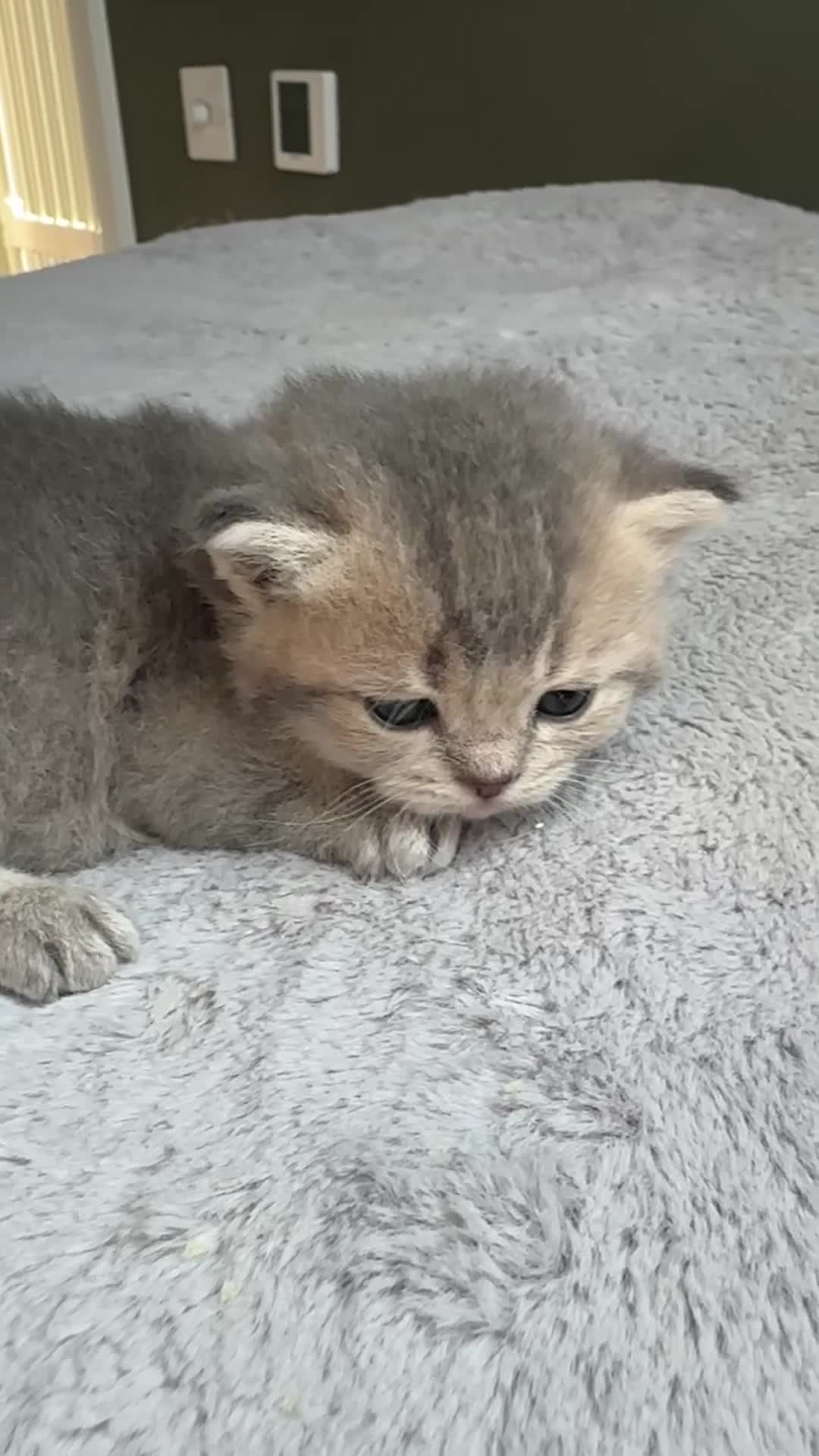 British Shorthair cats for sale: Fawn, blue & chocolate golden BSH Great structure! - Video 1