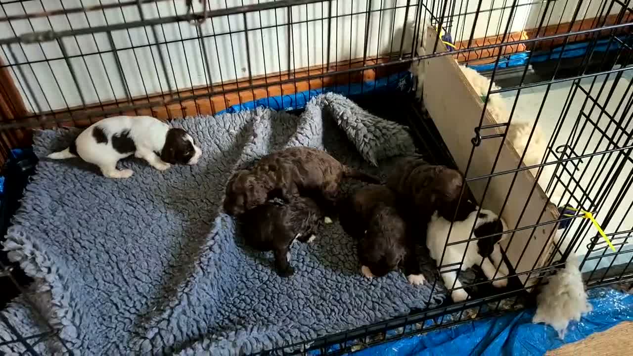 Sproodle dogs for sale: Gorgeous litter of Sproodle Pups  - Video 3