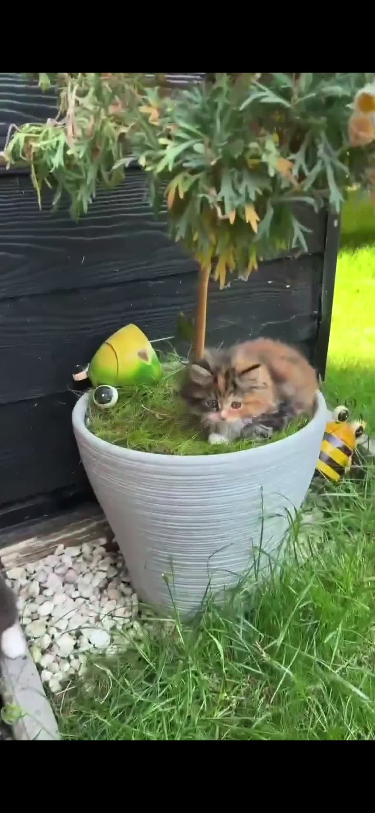 Mixed Breed cats for sale: For sale lovely kite  in Corby - Video 1