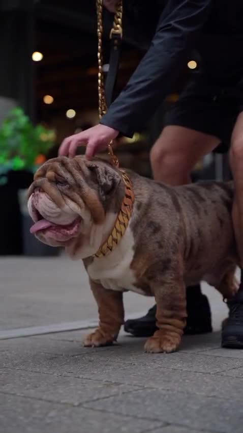 English Bulldog dogs for stud: BEST CHOCOLATETAN merle in UK in London - Video 1