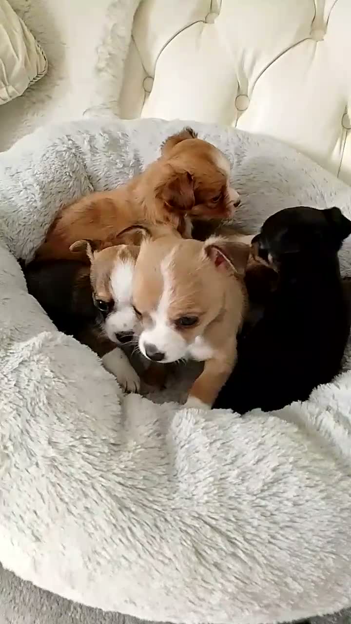 Chihuahua dogs for sale: Tiny chihuahua pups ready now - Video 1