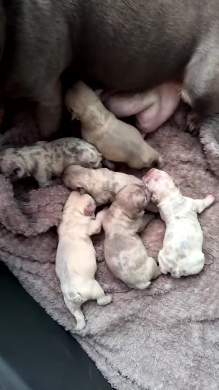 French Bulldog dogs for sale: Stunning litter of Merle French Bulldogs  in Stoke-on-Trent - Video 2