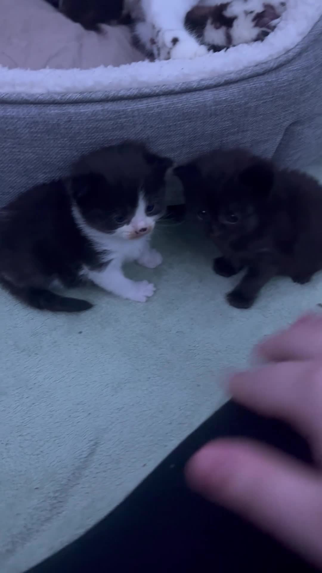 British Longhair cats for sale: Kittens need gone (available to leave in 2 weeks) - Video 1