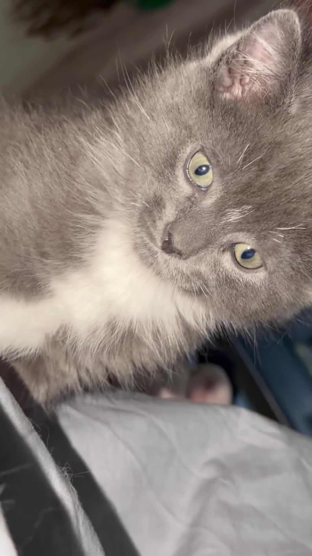 Ragdoll cats for sale: Half ragdoll half British blue  - Video 2