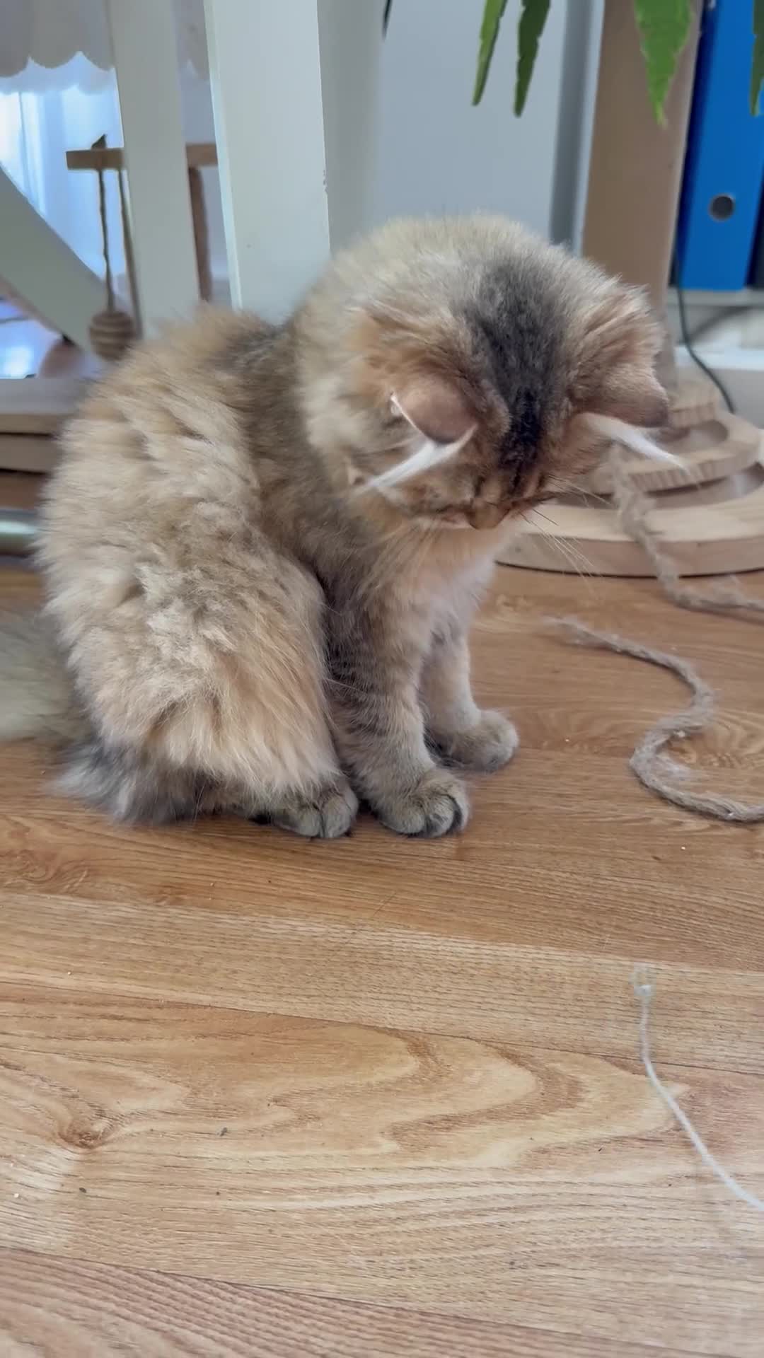 British Longhair cats for sale: British Longhair Kittens only 2 left - Video 1