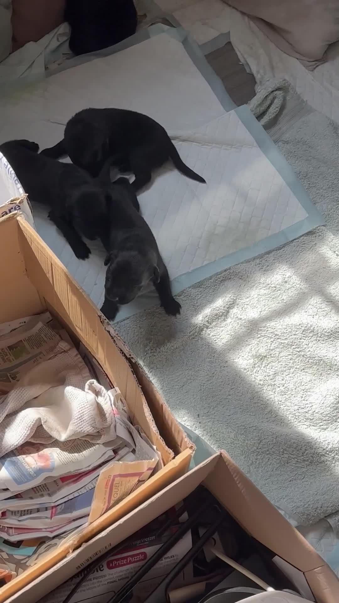 Mixed Breed dogs for sale: Labrador x Rottweiler READY TO GO in Oxted - Video 2