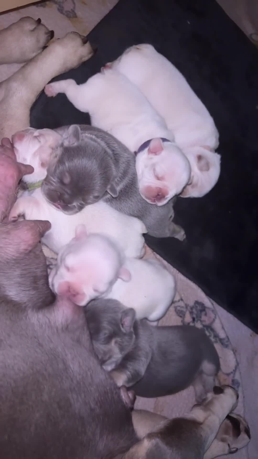 French Bulldog dogs for sale: French bulldog puppies REDUCED! - Video 2