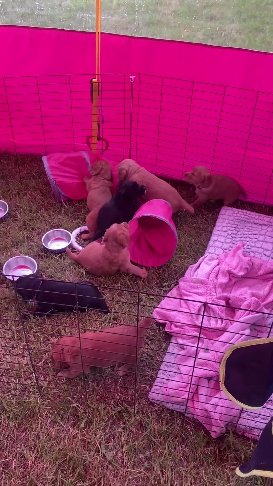 Cocker Spaniel dogs for sale: 7 cocker spaniel pups  - Video 1