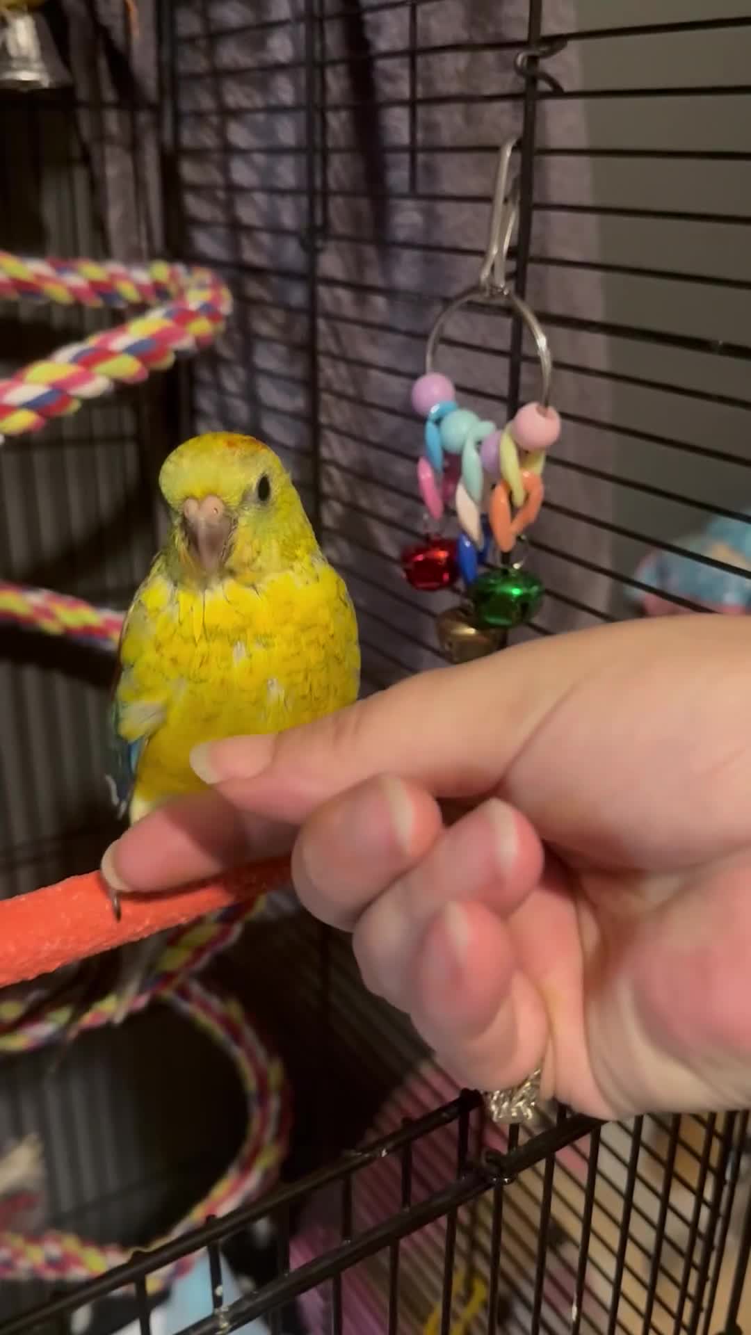 Parakeets birds for sale: Handreared and super tame red rump - Video 4