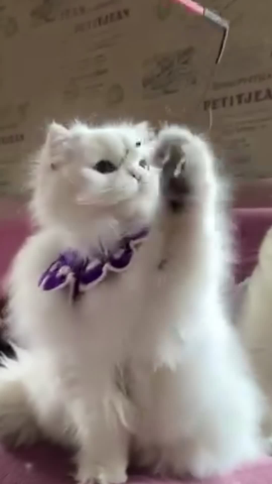 British Longhair cats for sale: WCF ns1133 British Longhair Boy  - Video 1