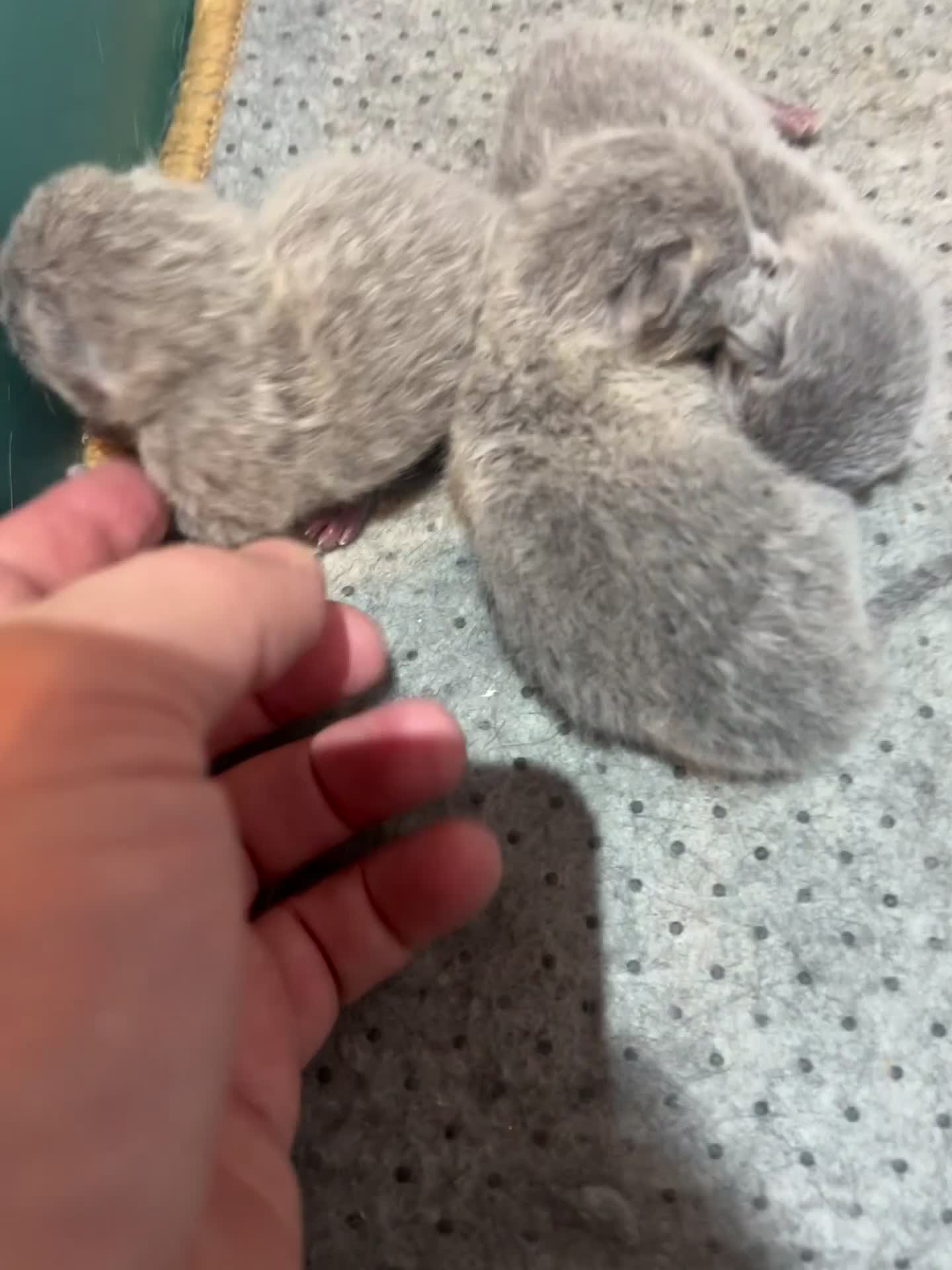 Russian Blue cats for sale: Adorable pure silver Russian blue kittens for sale - Video 1