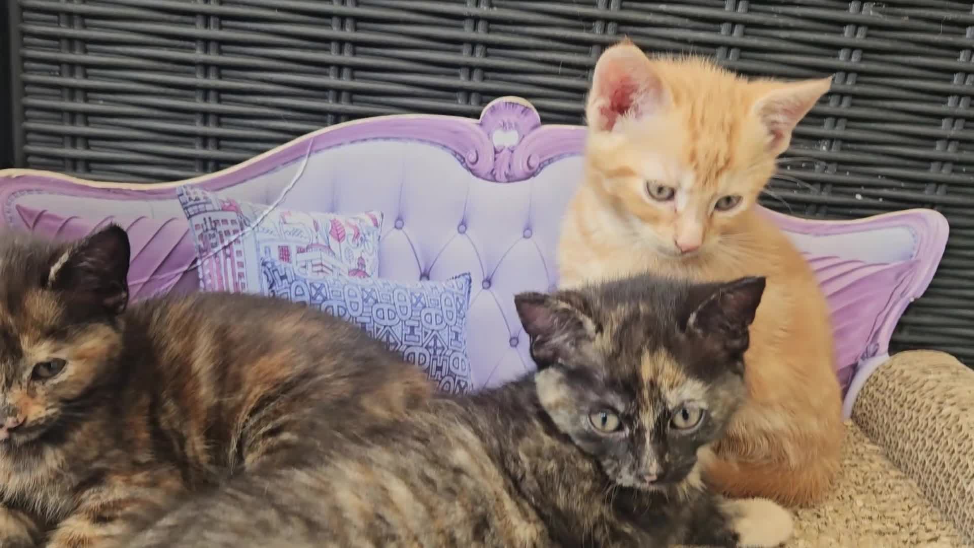 Mixed Breed cats for sale: Beautiful mixed ginger calico kittens for sale - Video 2