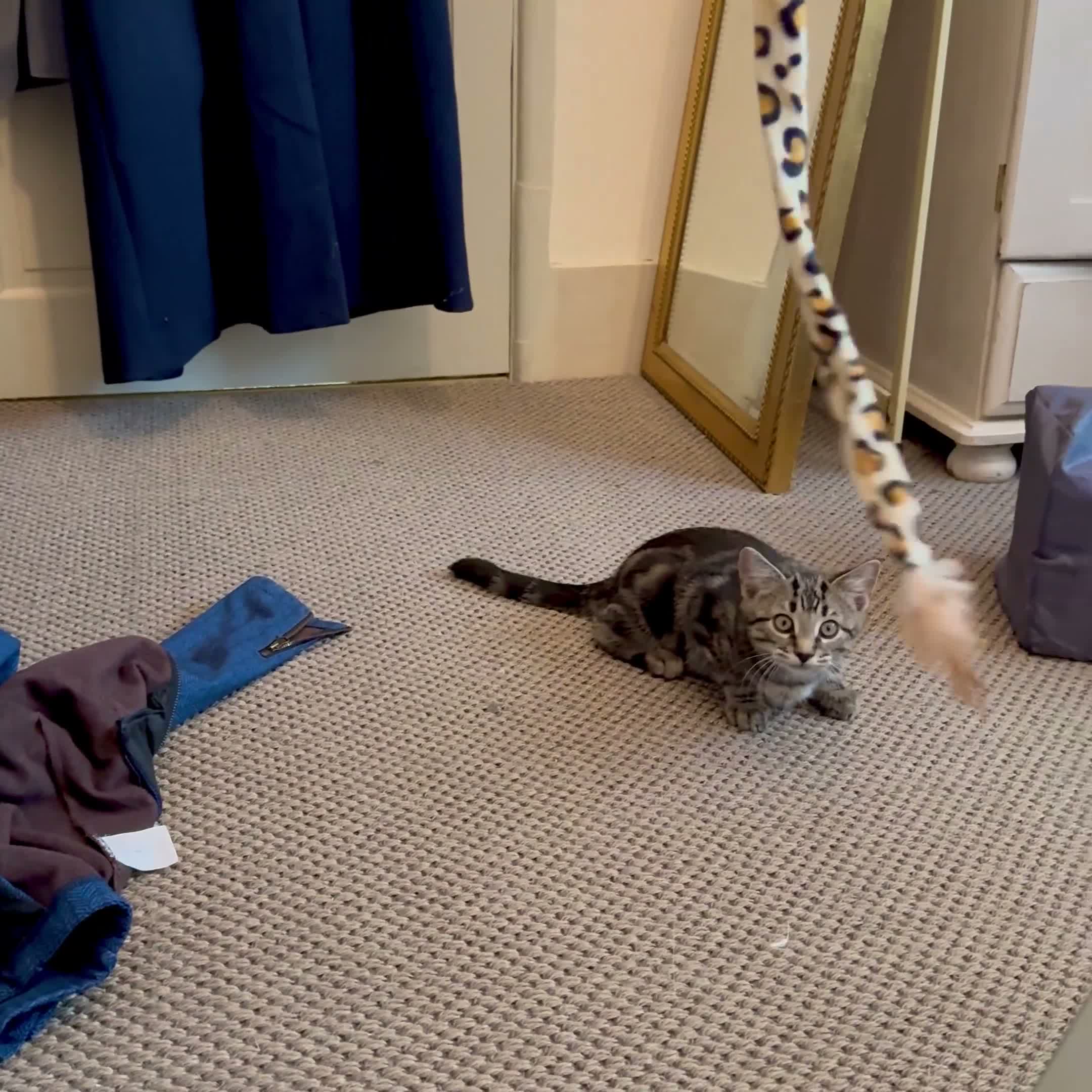 Mixed Breed cats for sale: Gorgeous silver & black tabby kitten needs love.  - Video 2
