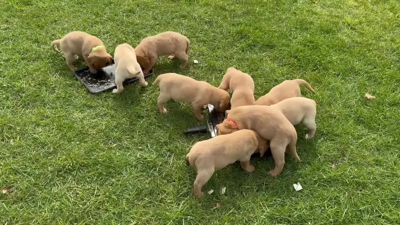 Labrador Retriever dogs for sale: Working Pet Bred; Highly Regarded Labrador Lineage in Alnwick - Video 1