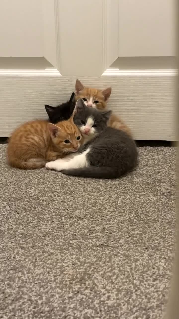 Domestic Shorthair cats for sale: Adorable domestic shorthair kittens  - Video 1