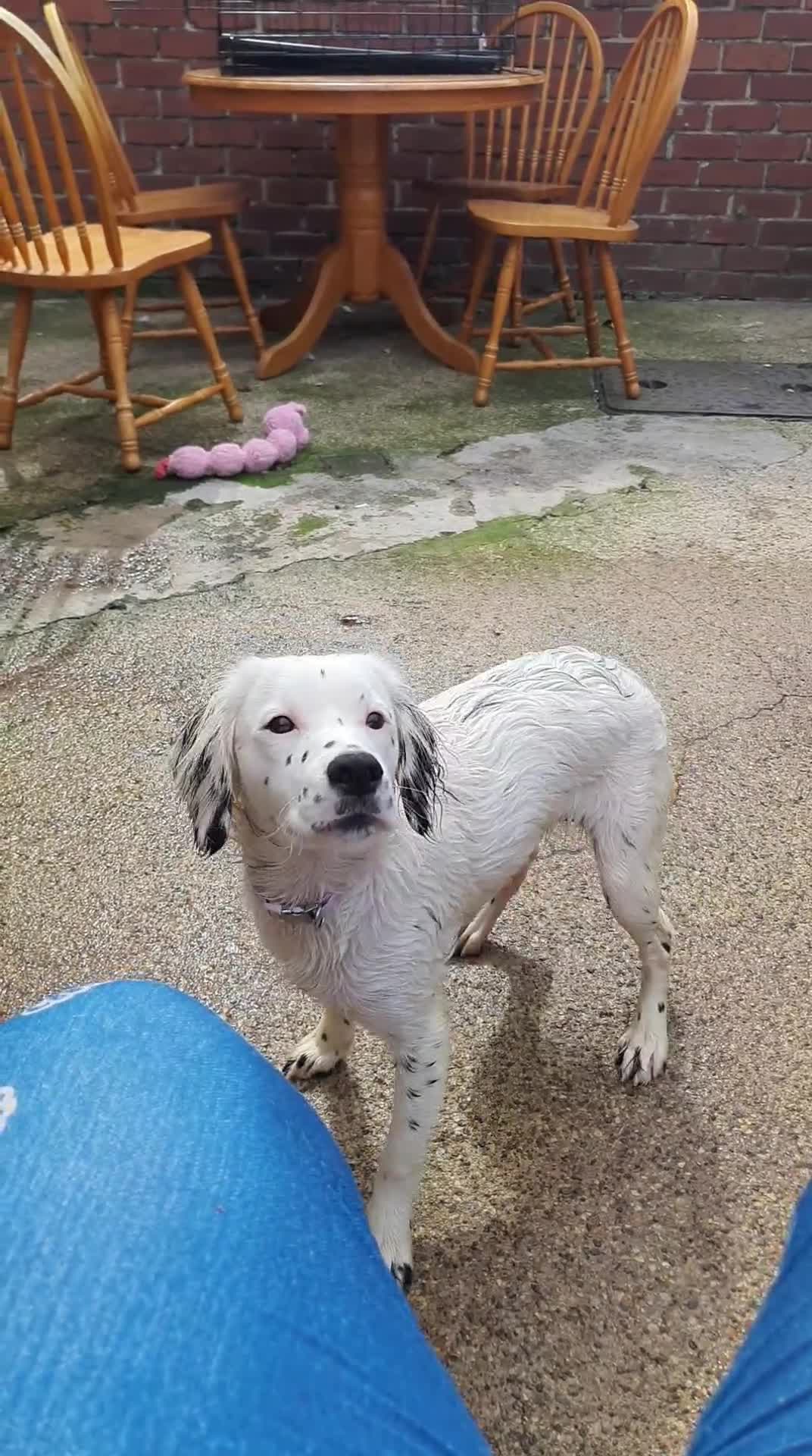Cocker Spaniel dogs for sale: COCKER Spaniel Miikka in Peterlee - Video 2