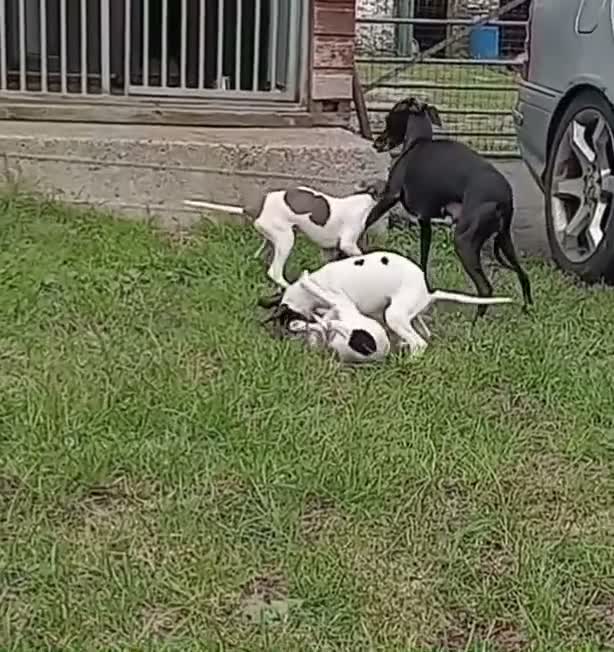 Italian Greyhound dogs for sale: Italian greyhound puppies  - Video 1