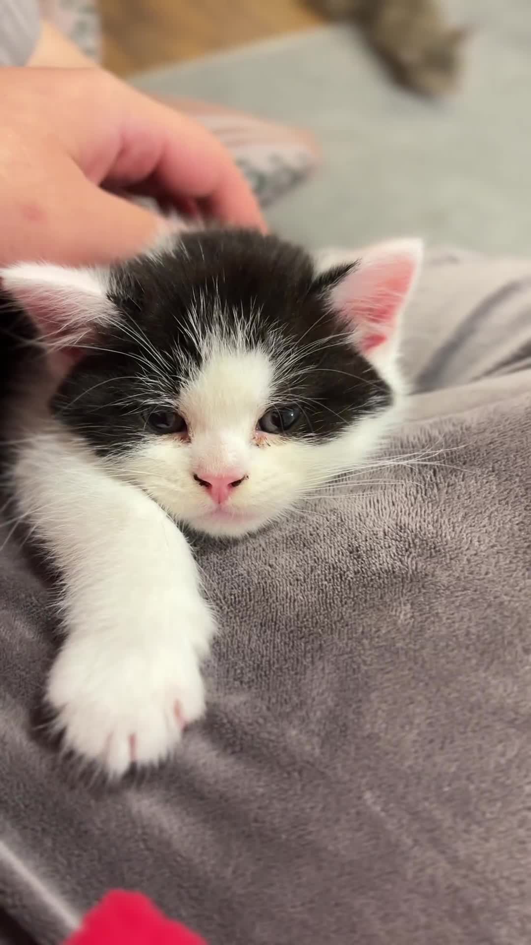 Mixed Breed cats for sale: Mom Scotish straight , dad mix  - Video 2