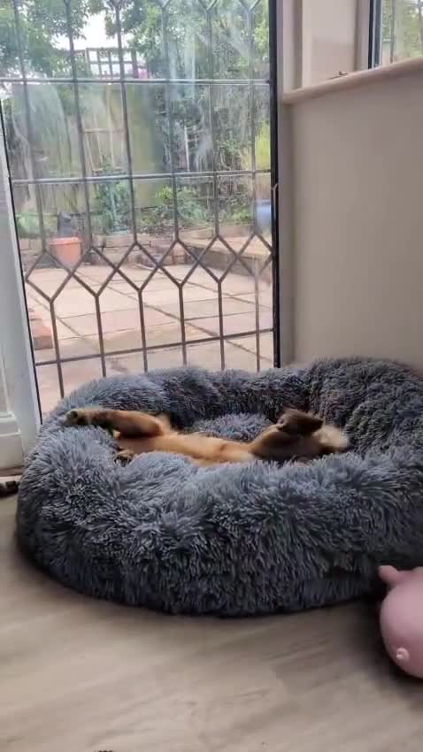 Mixed Breed dogs for adoption: ❤️CANDY & ESMERALDA❤️ TWO LITTLE DELICATE SOULS in Liverpool - Video 4