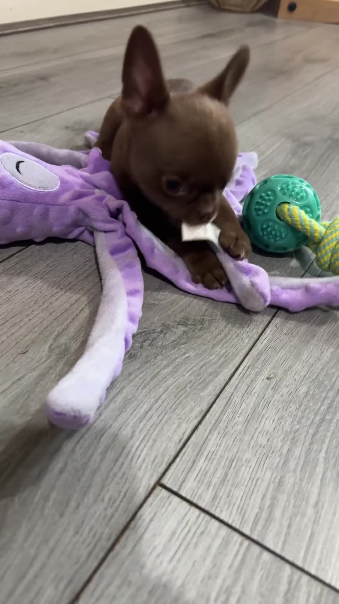 Chihuahua dogs for sale: Was my keeper, KC🩵 amazing future STUD or PET 🏡 - Video 1