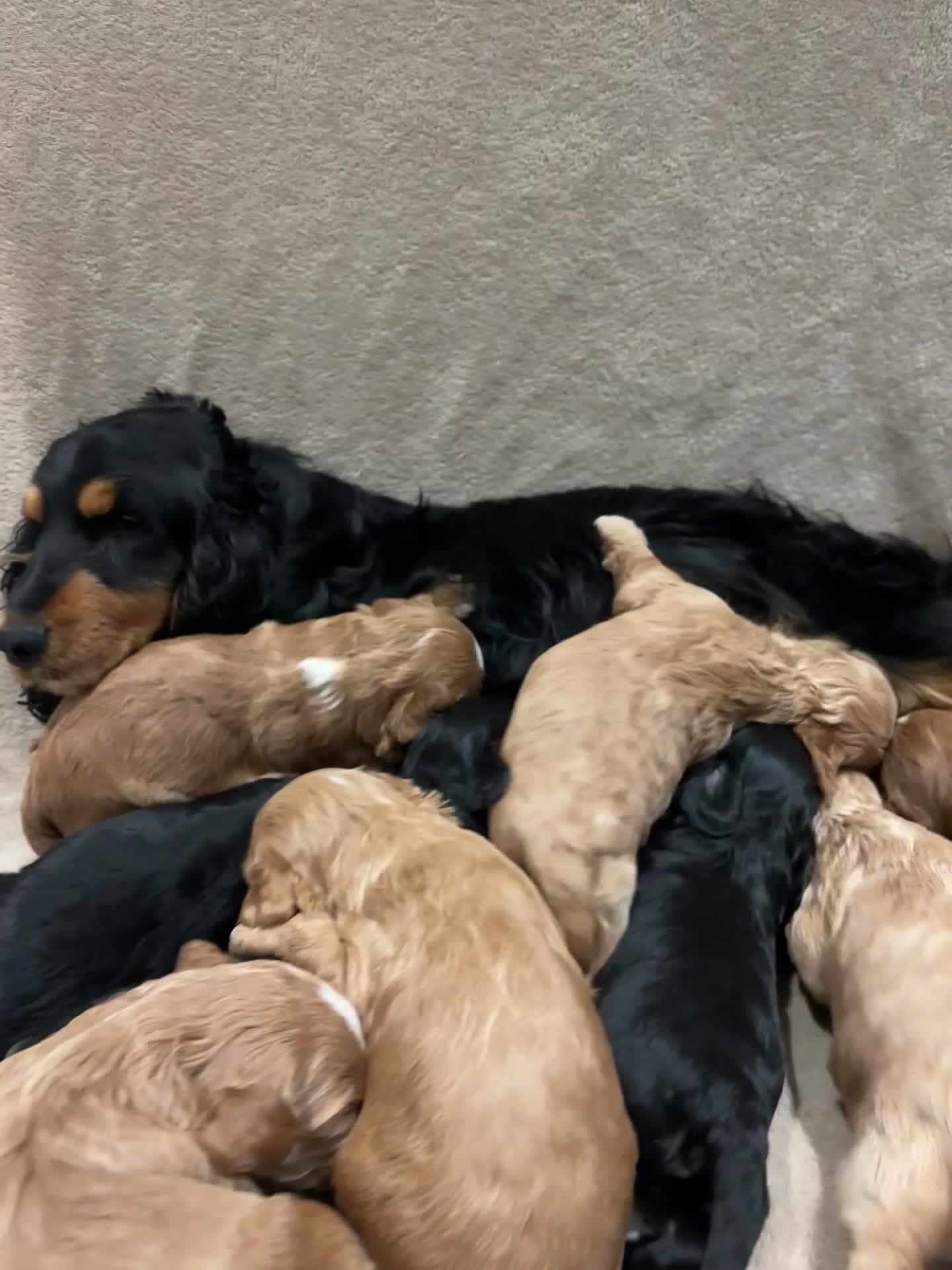Cockapoo dogs for sale: Beautiful F1 Show Cockapoos 🥰❤️‍🔥 - Video 1