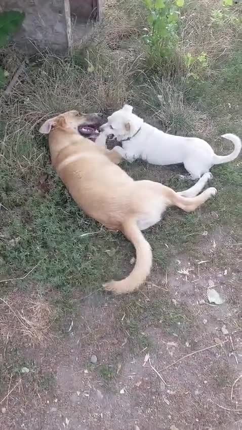 Mixed Breed dogs for adoption: 🐾💕 KARA – A Tiny Girl with an Enormous Heart💕🐾 - Video 3