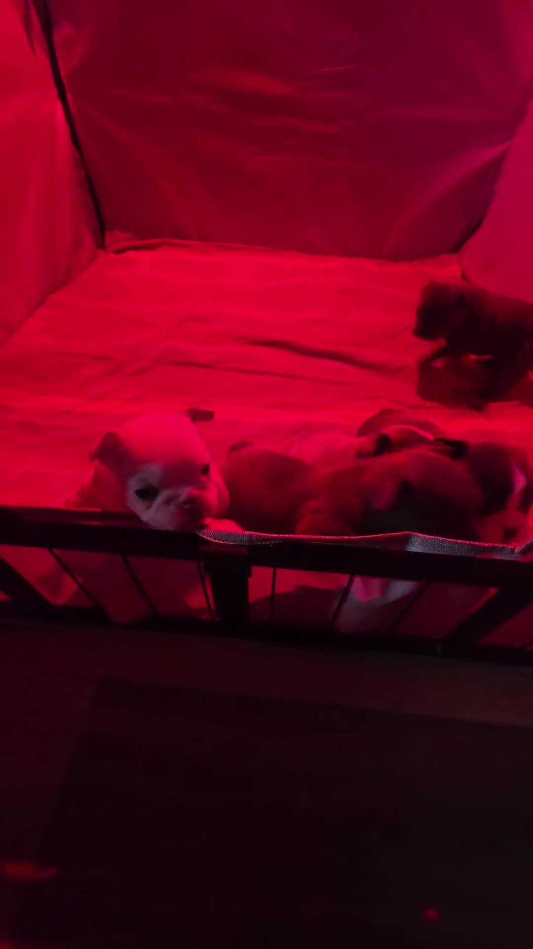 French Bulldog dogs for sale: FRENCH BULLDOG PUPS LOVING FOR A PET HOME - Video 1