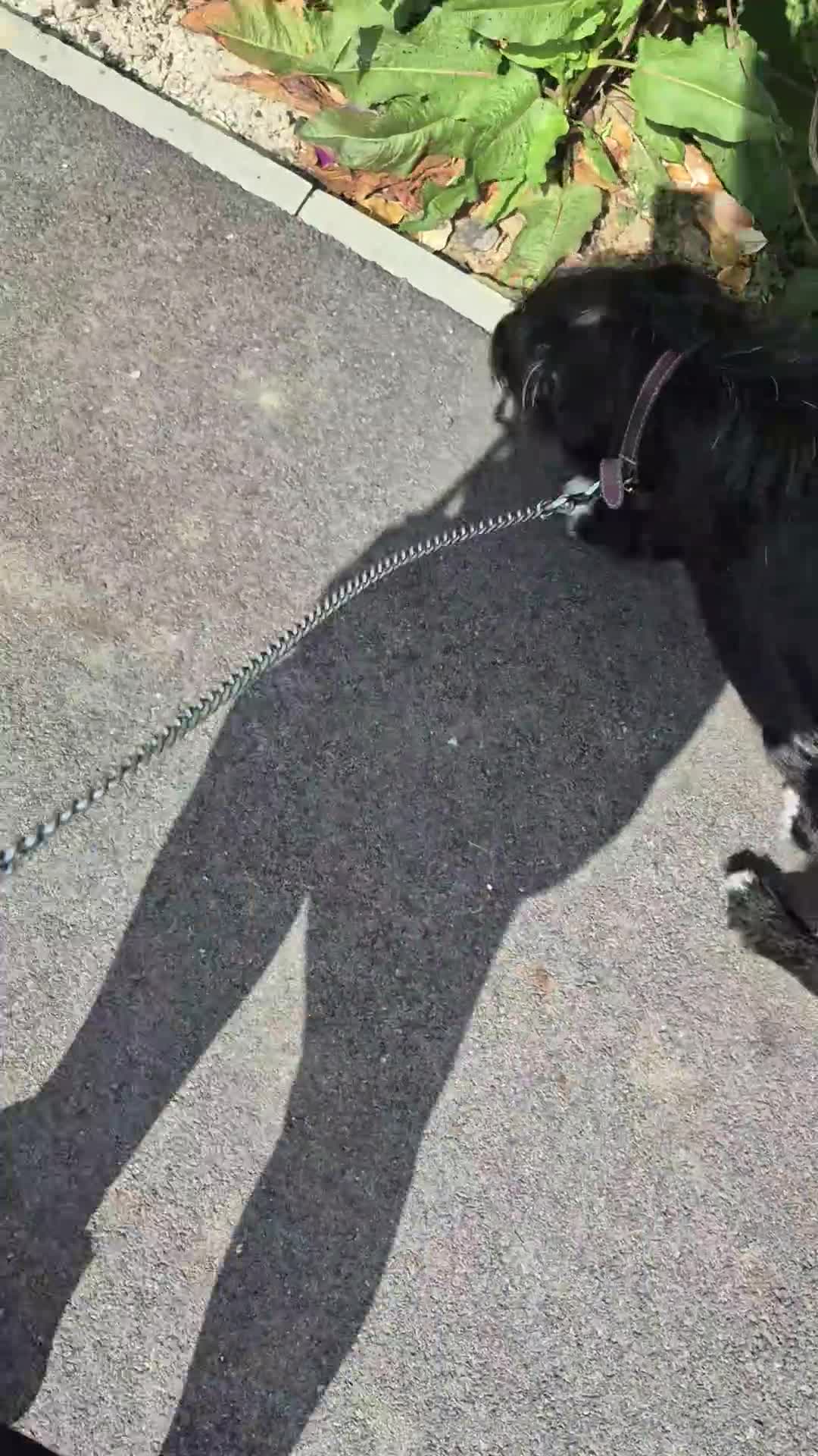 Mixed Breed dogs for sale: Luna  in Hook - Video 1