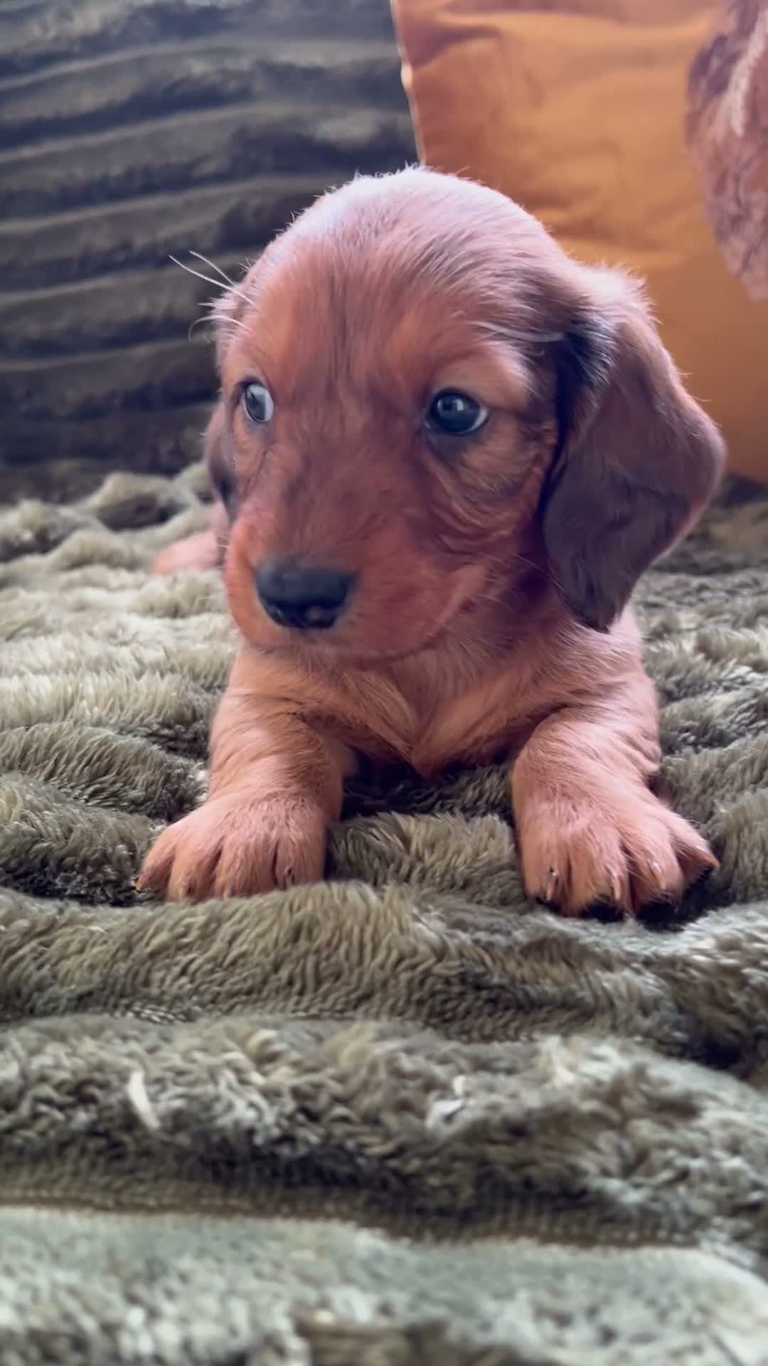 Dachshund dogs for sale: STANDARD KC REG LONGHAIRED DACHSHUNDS  - Video 2