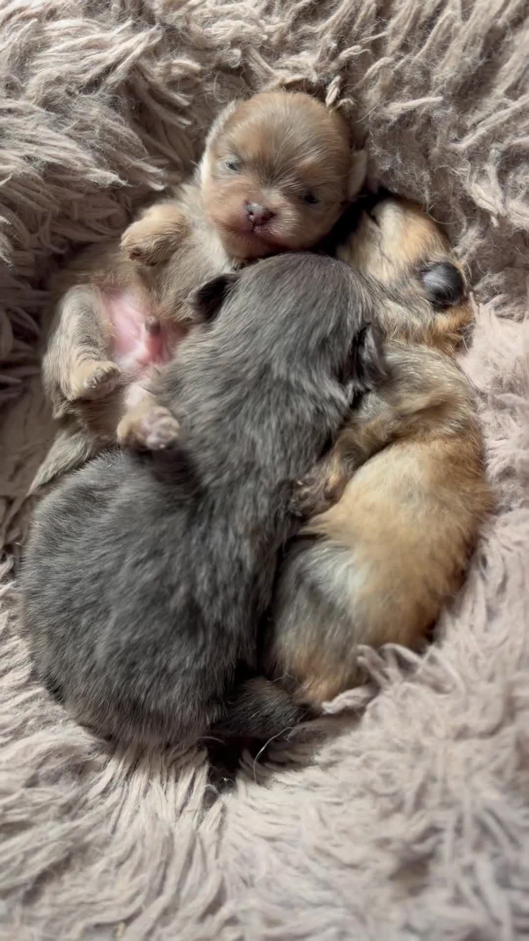 Pomeranian dogs for sale: Mini Pomeranian Puppies KCRegistered Milton Keynes - Video 1