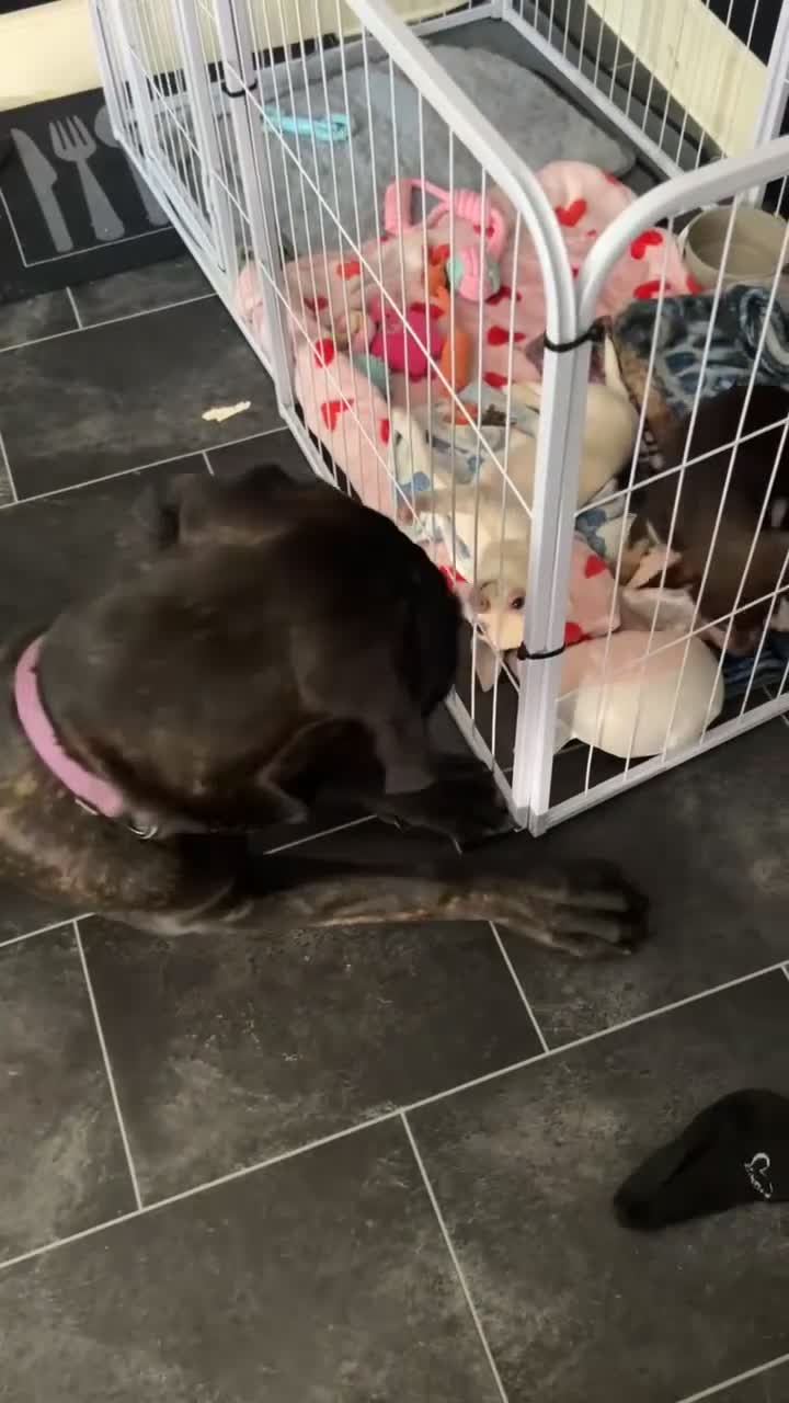 Cane Corso dogs for sale: Storm - Video 2