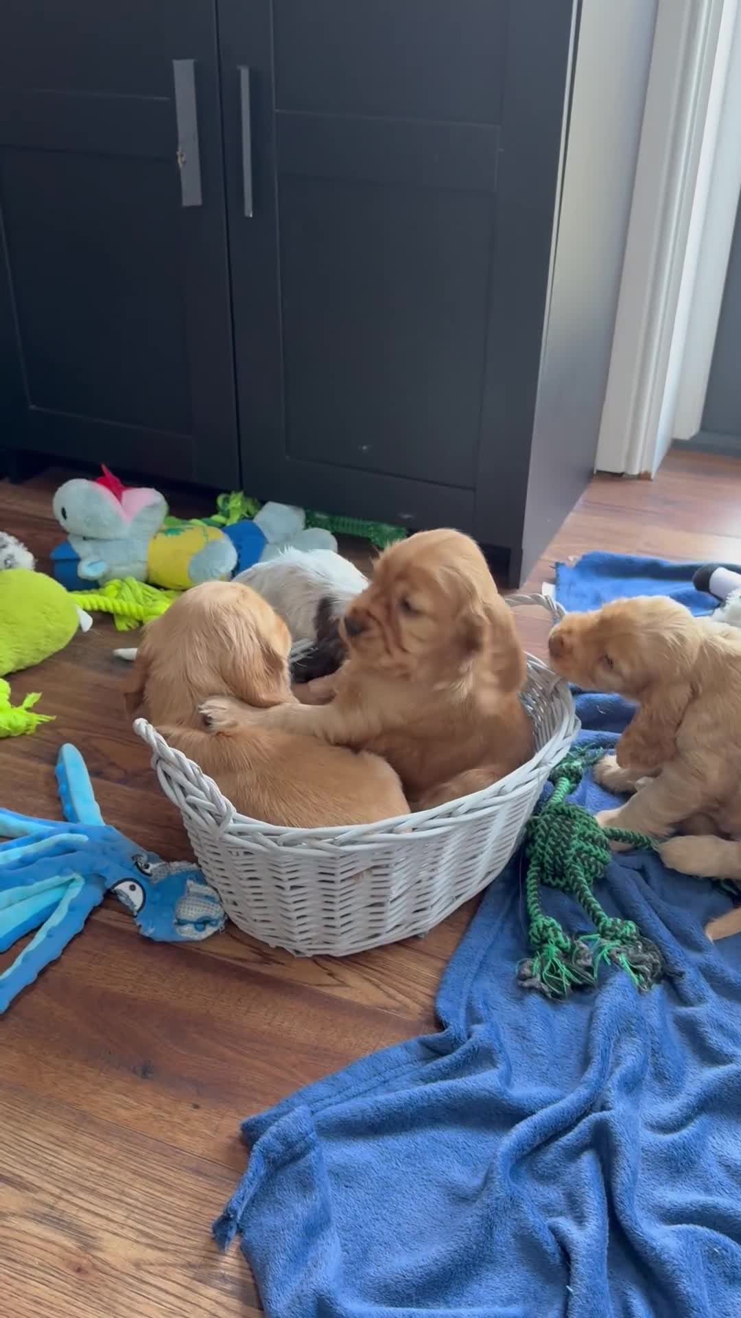 Cocker Spaniel dogs for sale: Show Cocker Spaniels - Video 1