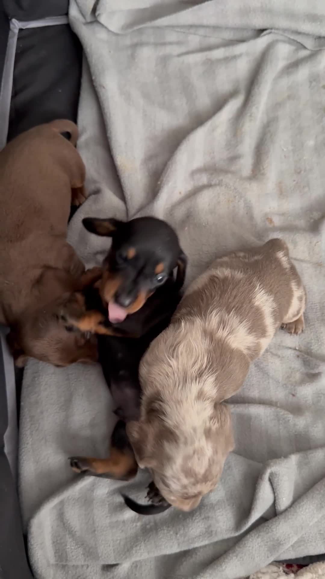 Miniature Dachshund dogs for sale: Miniature Daschunds - Video 2