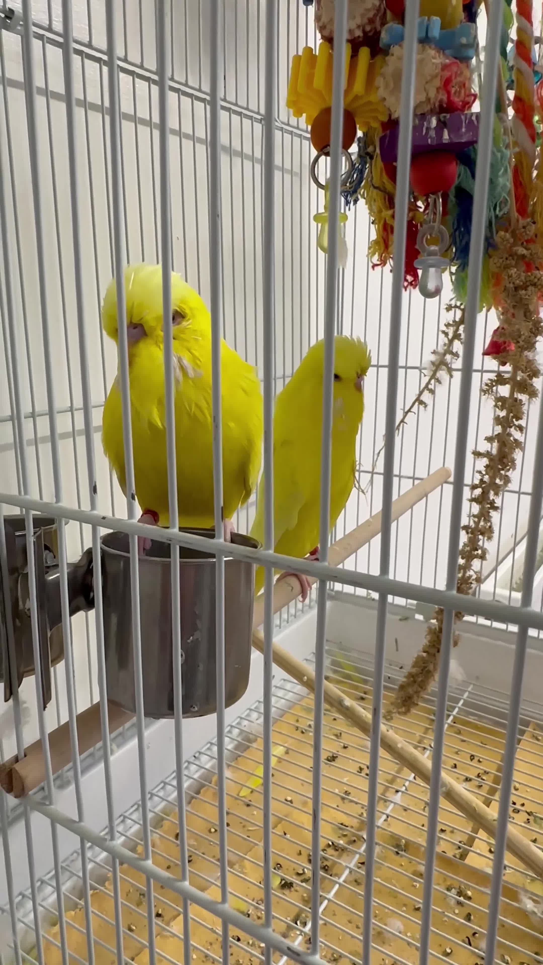 Budgerigars birds for sale: Adult Male Budgies & Cage - Video 1