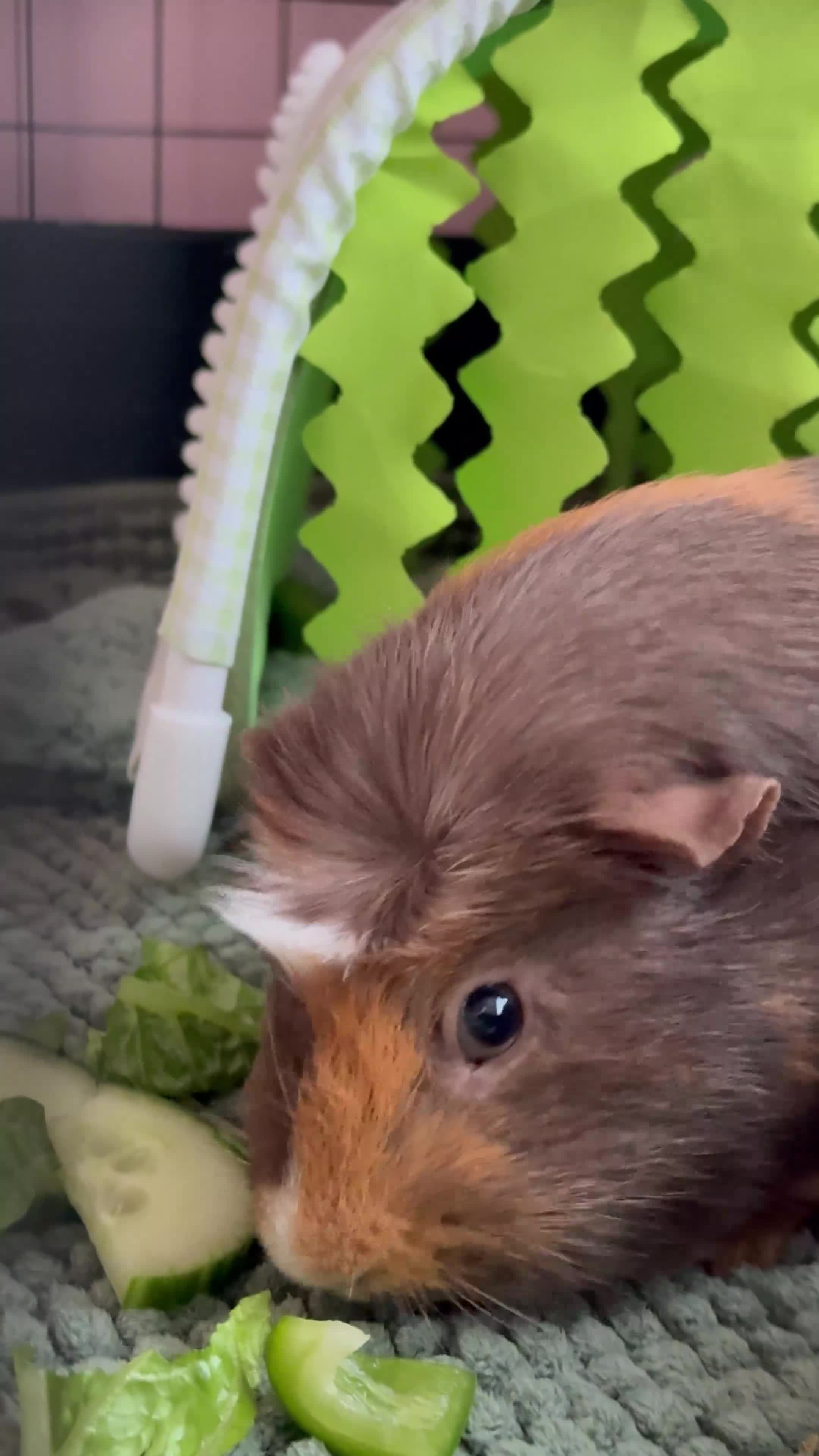 Guinea Pig rodents for sale: Hen & Popcorn Full Indoor Setup Loving Home Needed in Yateley - Video 1