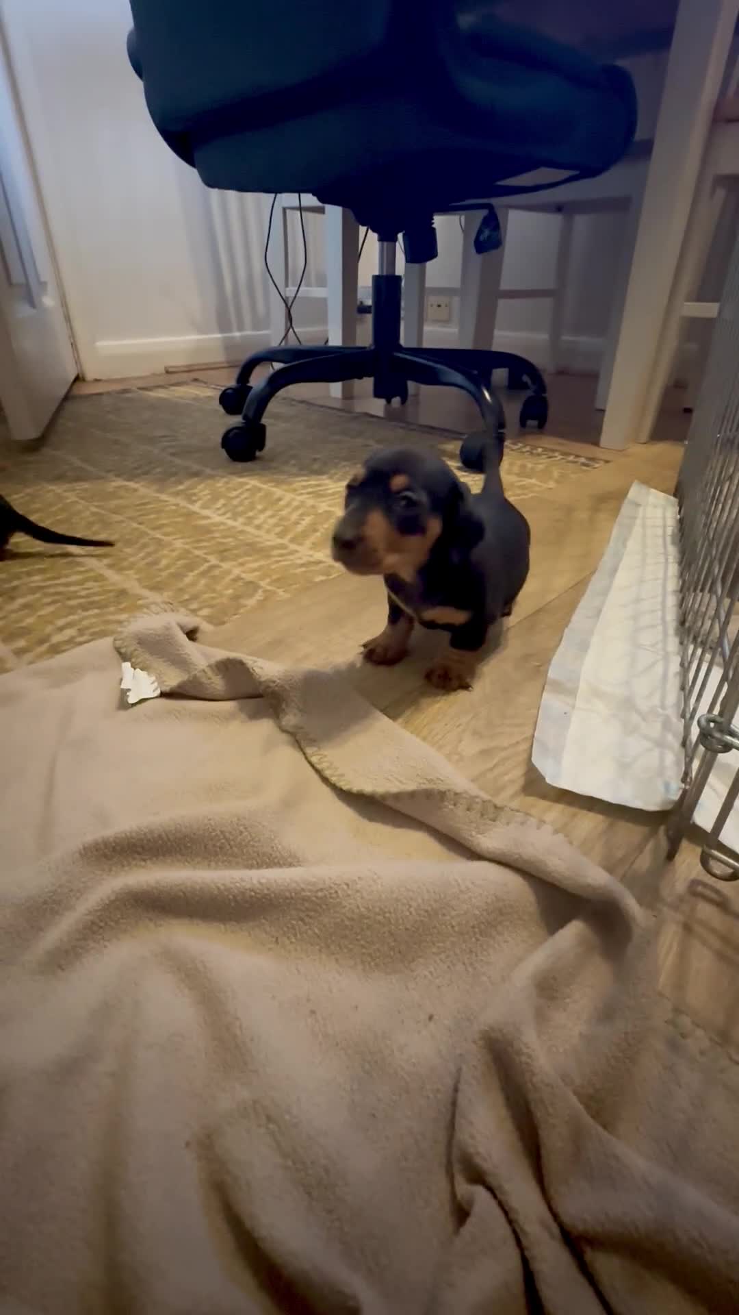 Dachshund dogs for sale: Beautiful Dachshund pups in Bristol - Video 2