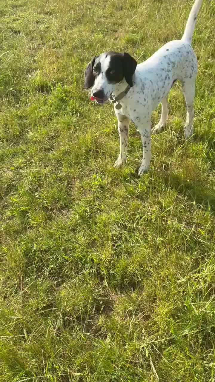 Pointer dogs for adoption: Jasper is looking for his forever home  in Kidwelly - Video 1