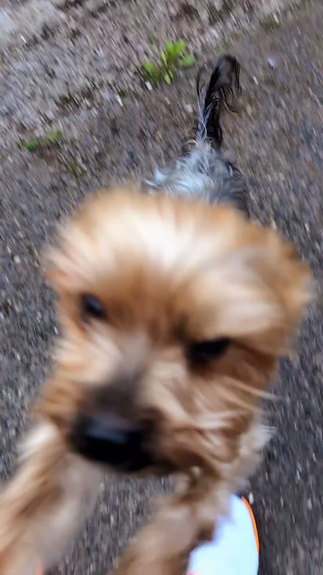 Yorkshire Terrier dogs for stud: Yorkie for Stud - Video 1
