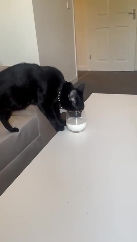 Mixed Breed cats for sale: 2 years old girl looking for a new home  - Video 1