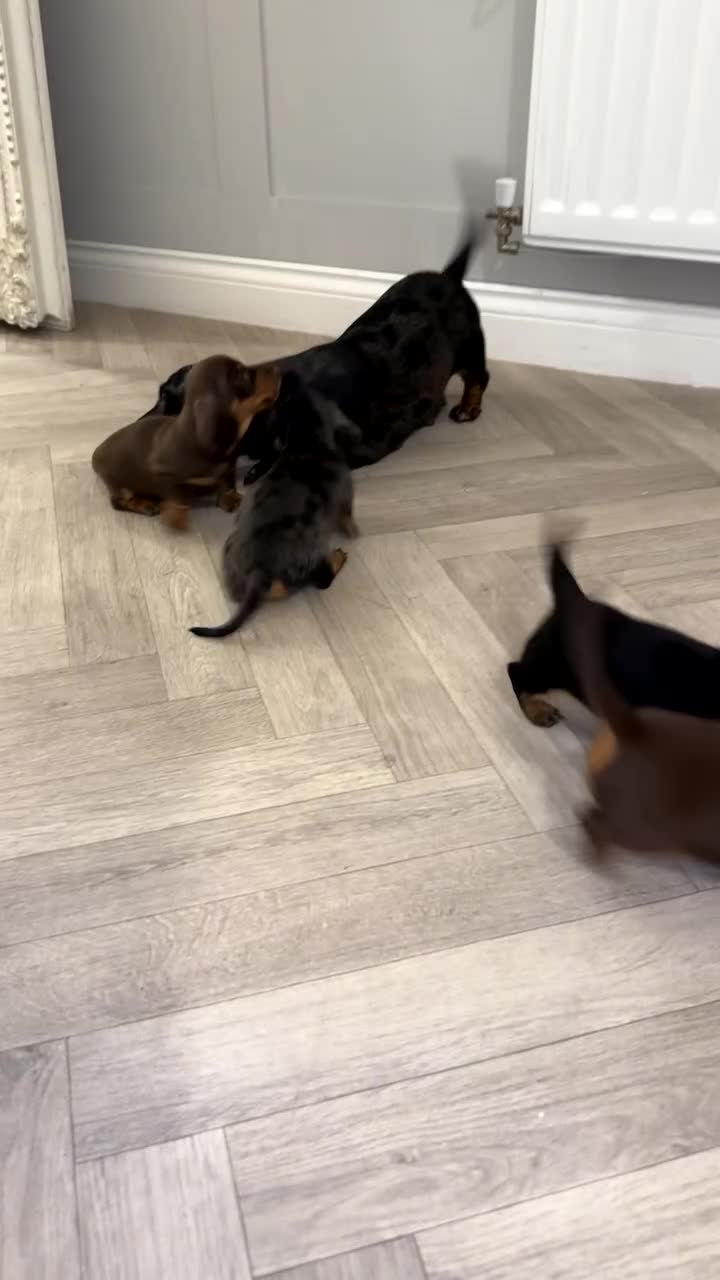 Miniature Dachshund dogs for sale: 3 girl miniature dachshunds  - Video 1