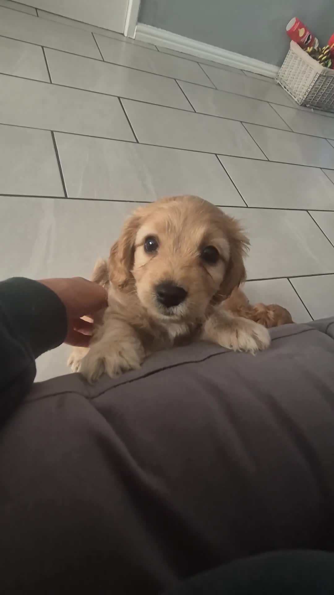 Cavapoochon dogs for sale: Litter of cavapoochons - Video 1