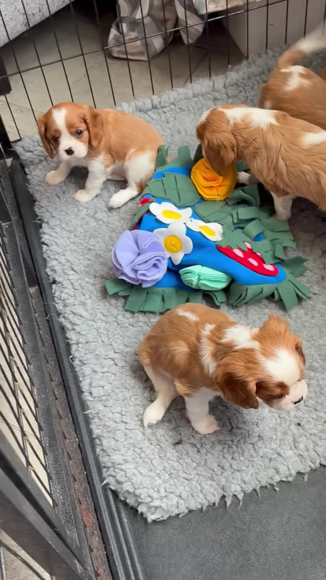 Cavalier King Charles Spaniel dogs for sale: Health Tested cavalier puppies  - Video 1