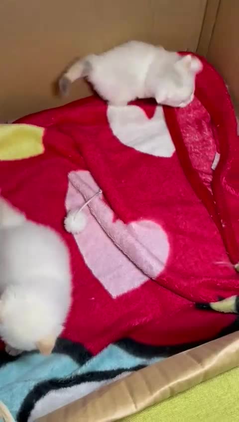 Ragdoll cats for sale: DoB:18/7/25& 14/11/25 Ragdoll Kittens Purebred - Video 4