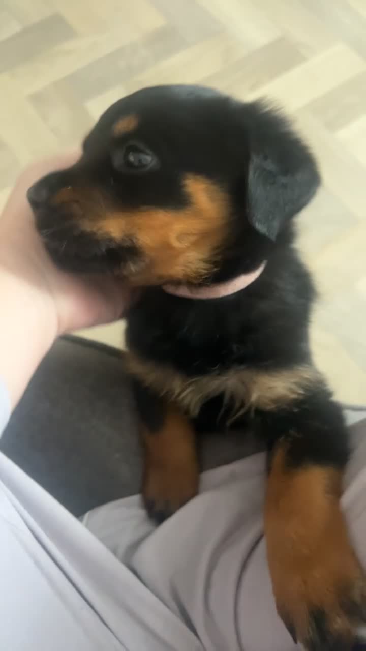 Rottweiler dogs for sale: Female Rottweiler  in Saltburn-by-the-Sea - Video 4