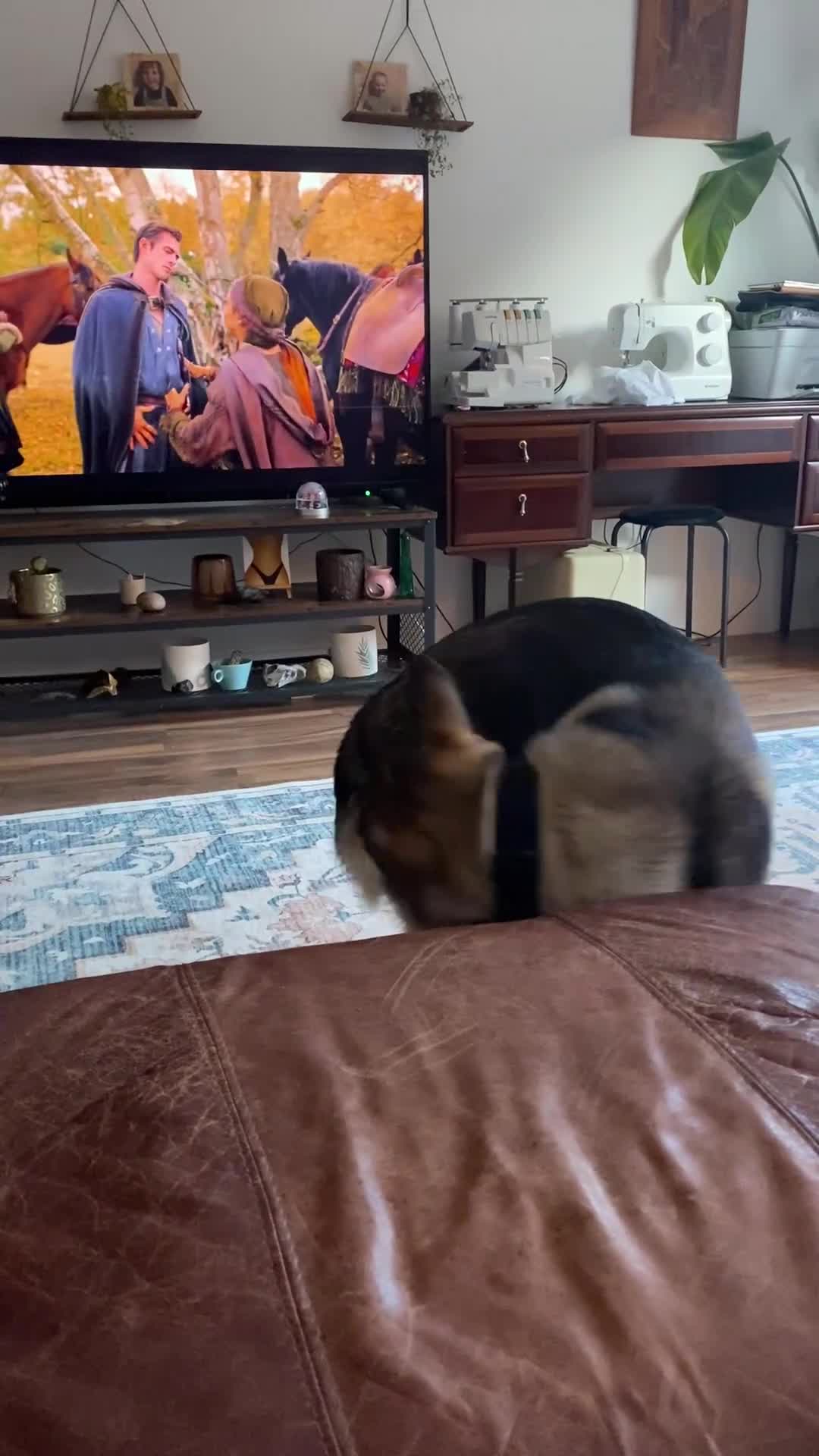 Mixed Breed dogs for sale: Goose - Japanese Akita - Video 1