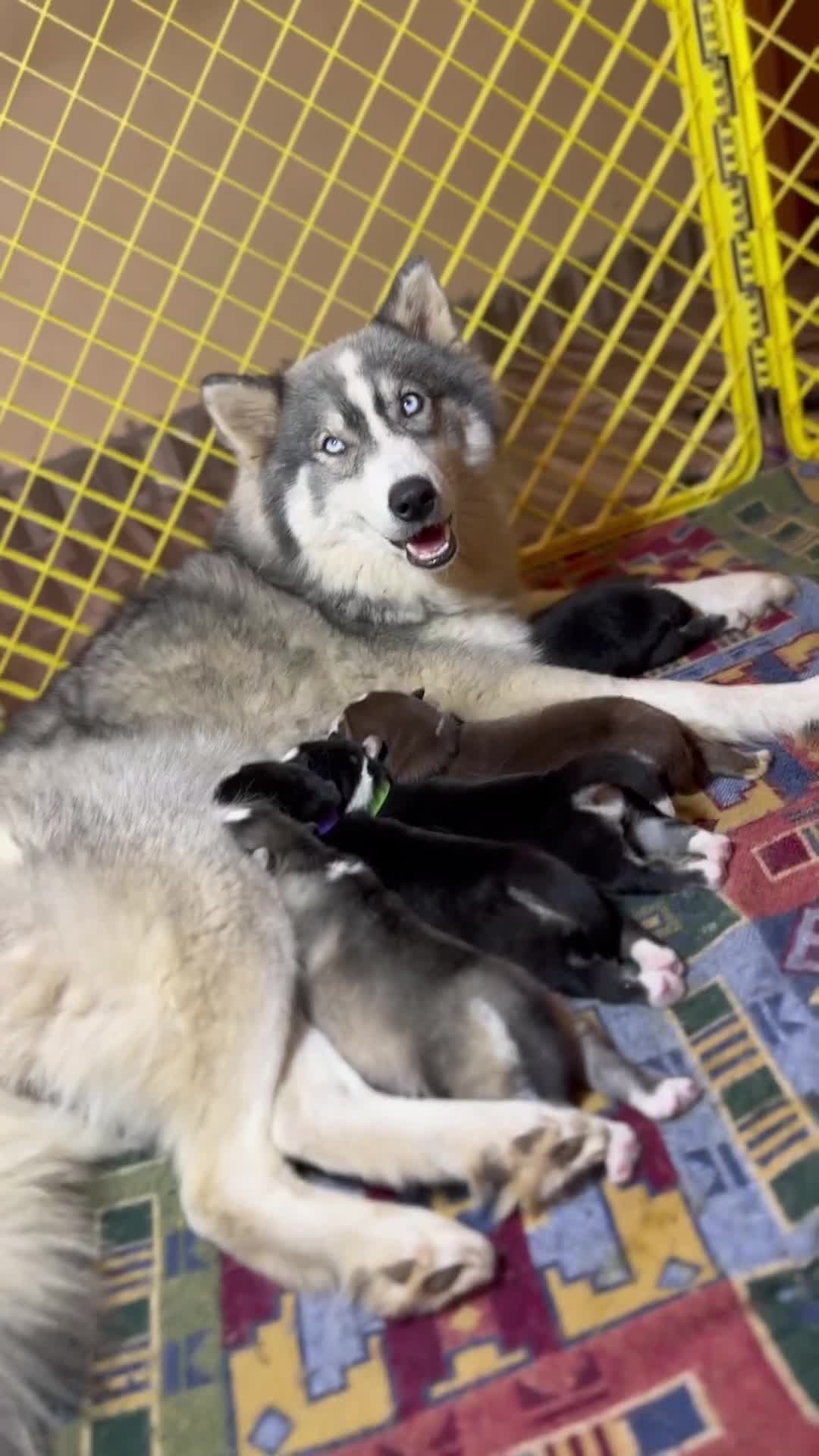 Siberian Husky dogs for sale: Siberian husky puppies - Video 1