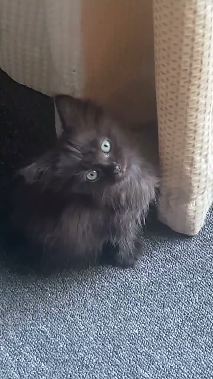 Mixed Breed cats for sale: Last kitty remaining  - Video 1