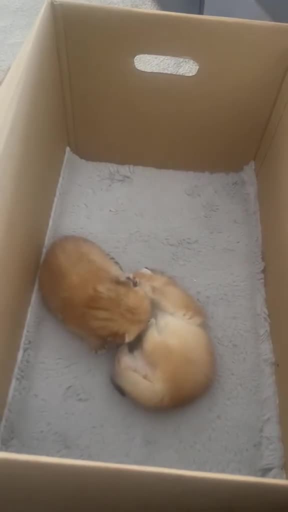 Scottish Fold cats for stud: Scottish straight gold male  - Video 1
