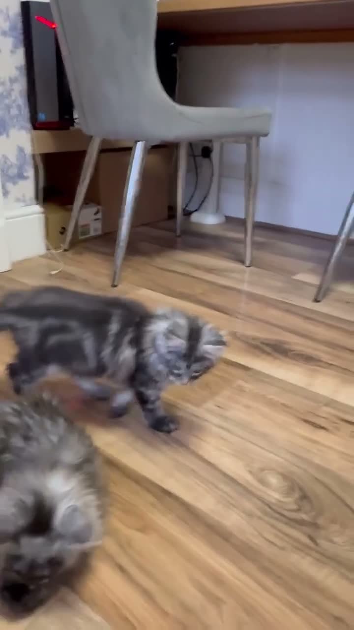 Maine Coon cats for sale: Stunning female  - Video 1